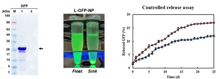 GFP fructosome.jpg